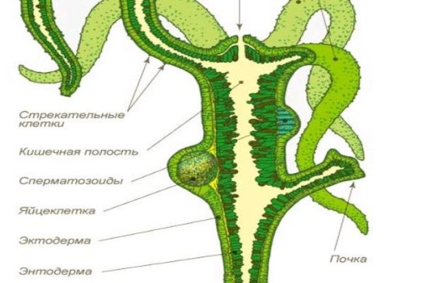 Kraken вход и ссылки